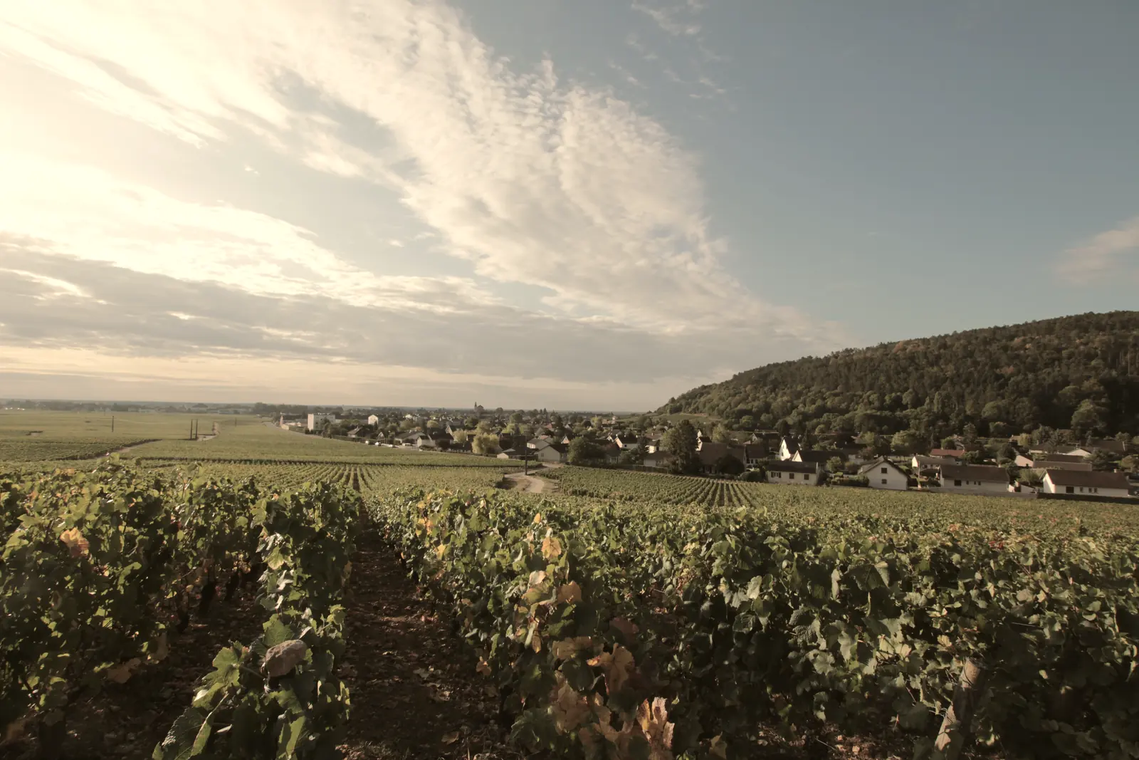 Le vignoble de Nuits-Saint-Georges au petit matin